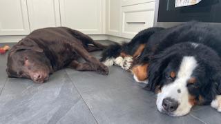 Rocky & Stella, a Adoptable mixed breed in Oakville, ON image 4/6