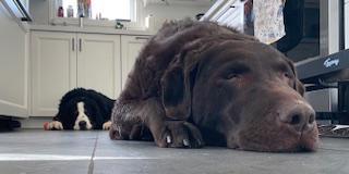 Rocky & Stella, a Adoptable mixed breed in Oakville, ON image 5/6