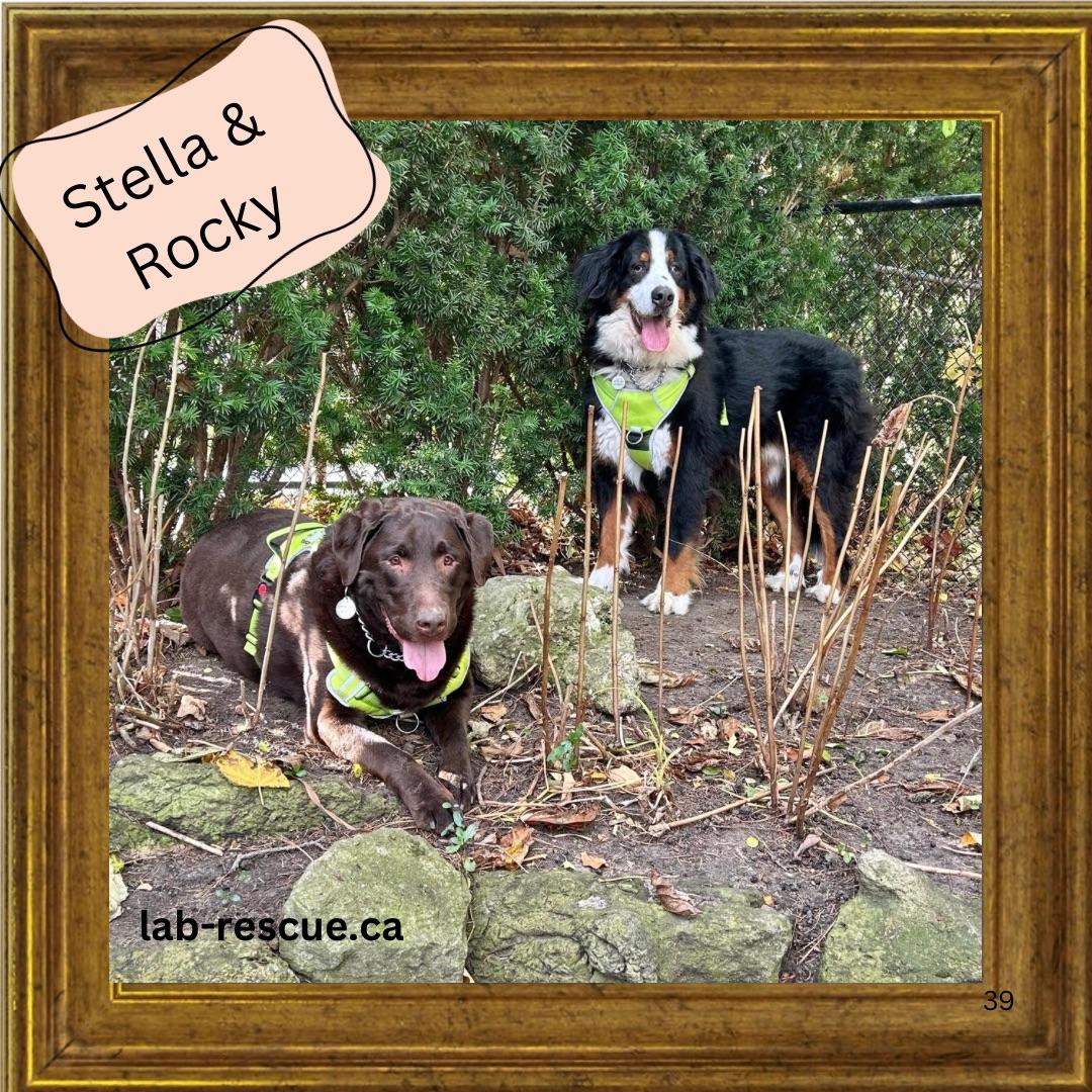 Rocky & Stella, a Adoptable mixed breed in Oakville, ON image 1/6
