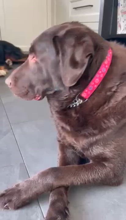 Enlarge Rocky & Stella, a Adoptable mixed breed in Oakville, ON video 6/6