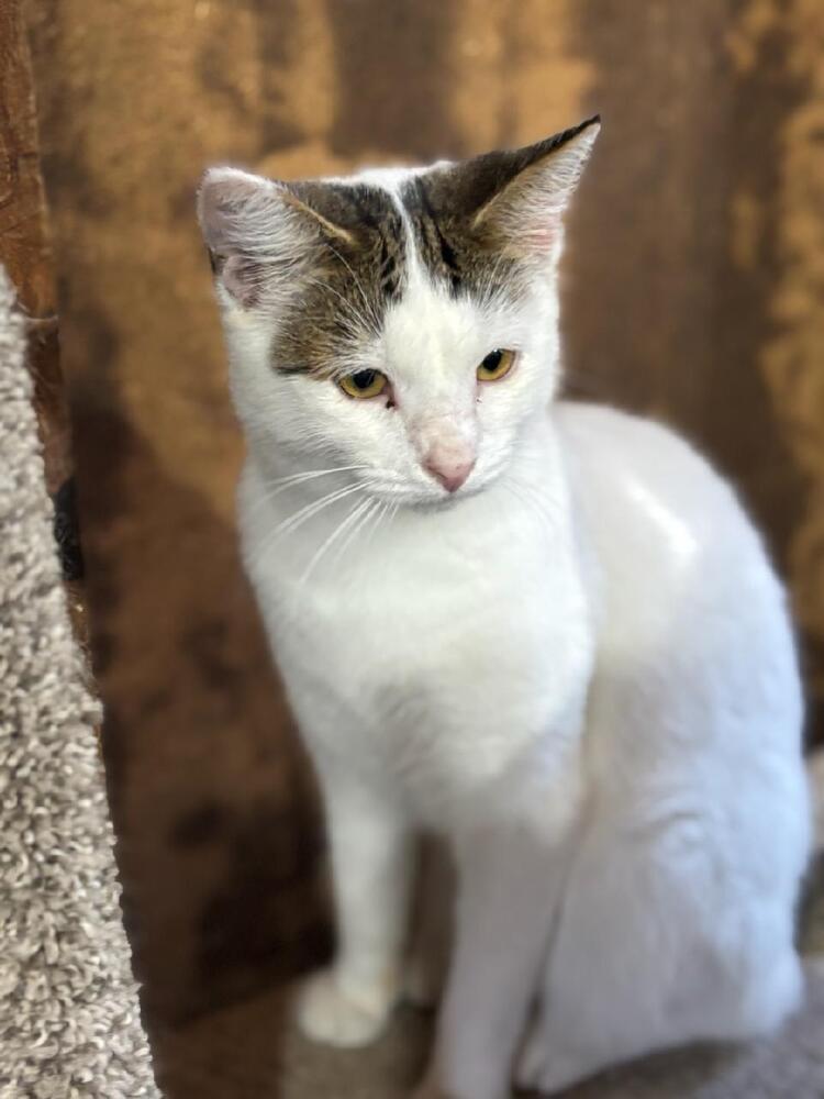 Bessie, Adoptable, Kitten Female Domestic Short Hair.