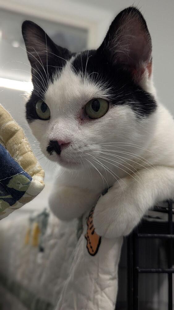 Enlarge Suryia, a Adoptable Domestic Short Hair in Sparta, WI image 1/3