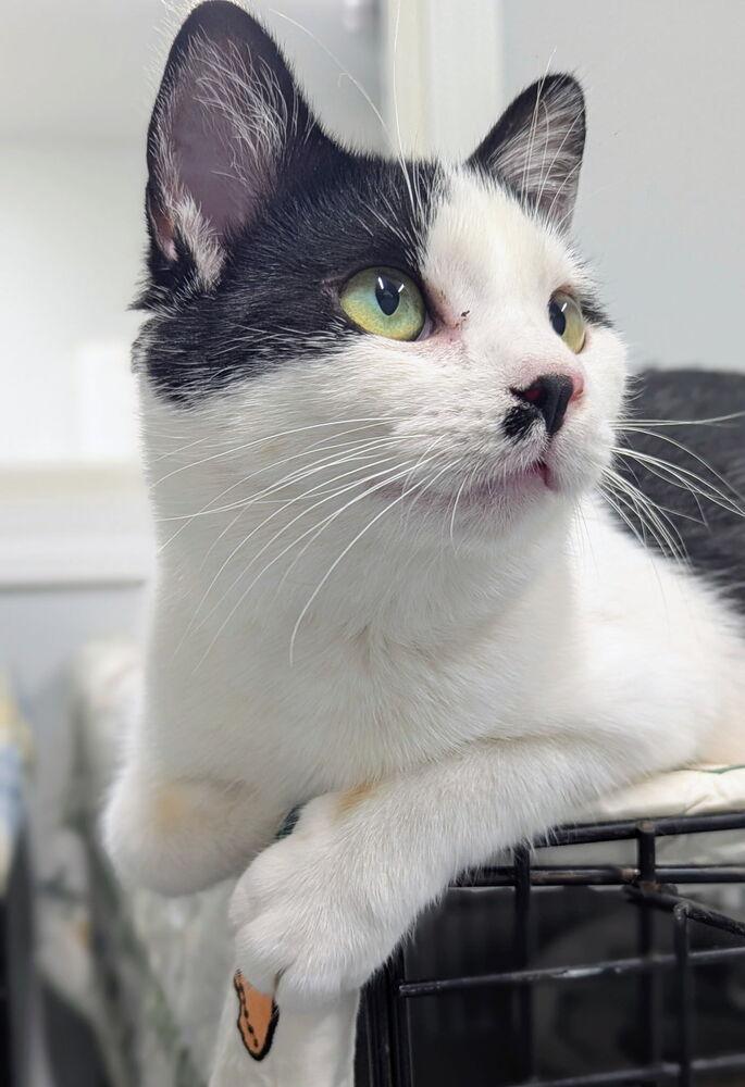 Enlarge Suryia, a Adoptable Domestic Short Hair in Sparta, WI image 2/3