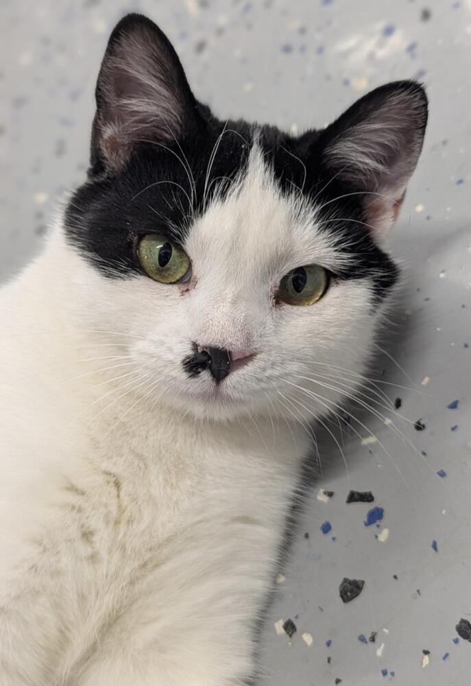 Enlarge Suryia, a Adoptable Domestic Short Hair in Sparta, WI image 3/3