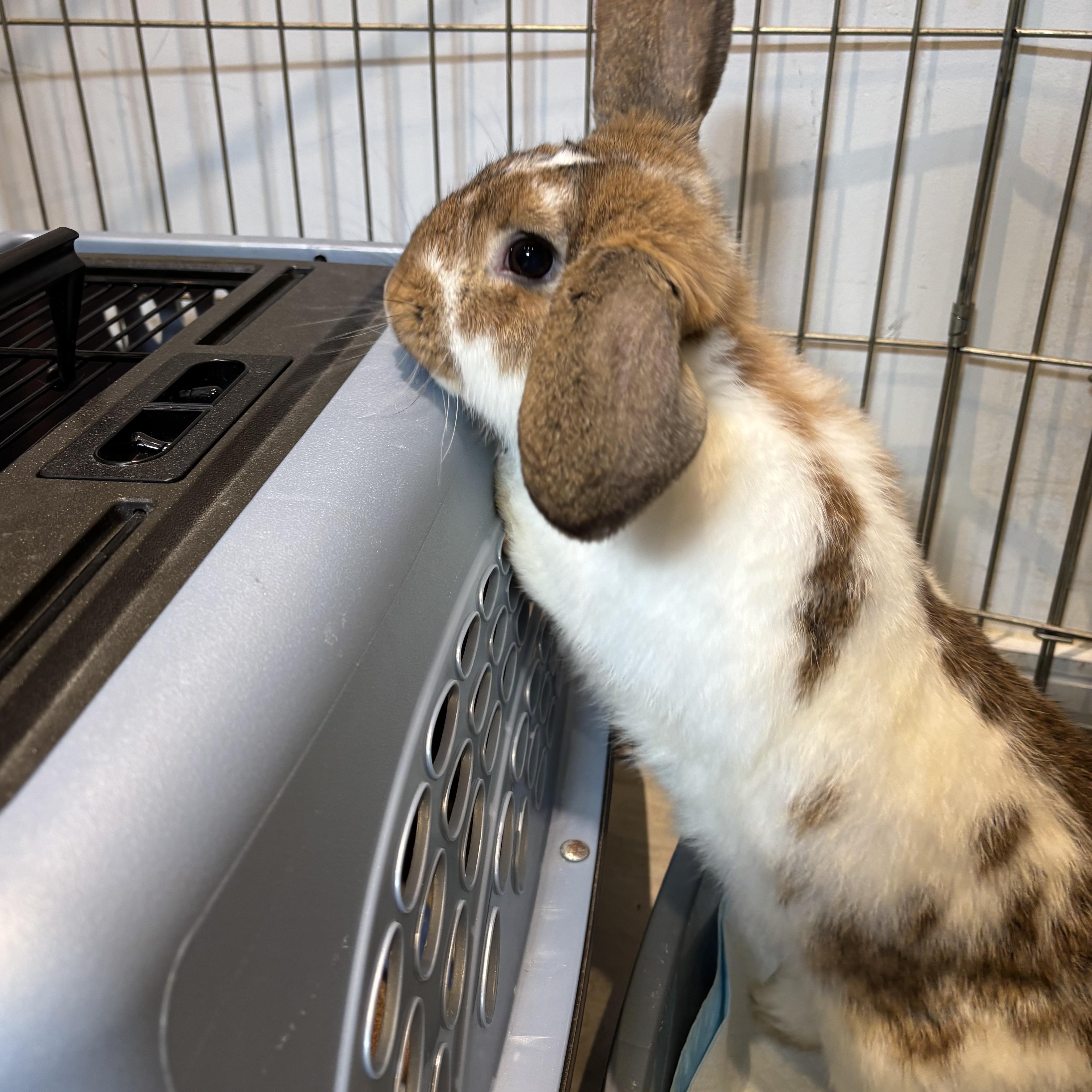 Bilbo, Adopted, Adult Male Bunny Rabbit.
