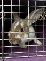 Enlarge Bilbo, a Adopted Bunny Rabbit in Everett, ON image 4/4