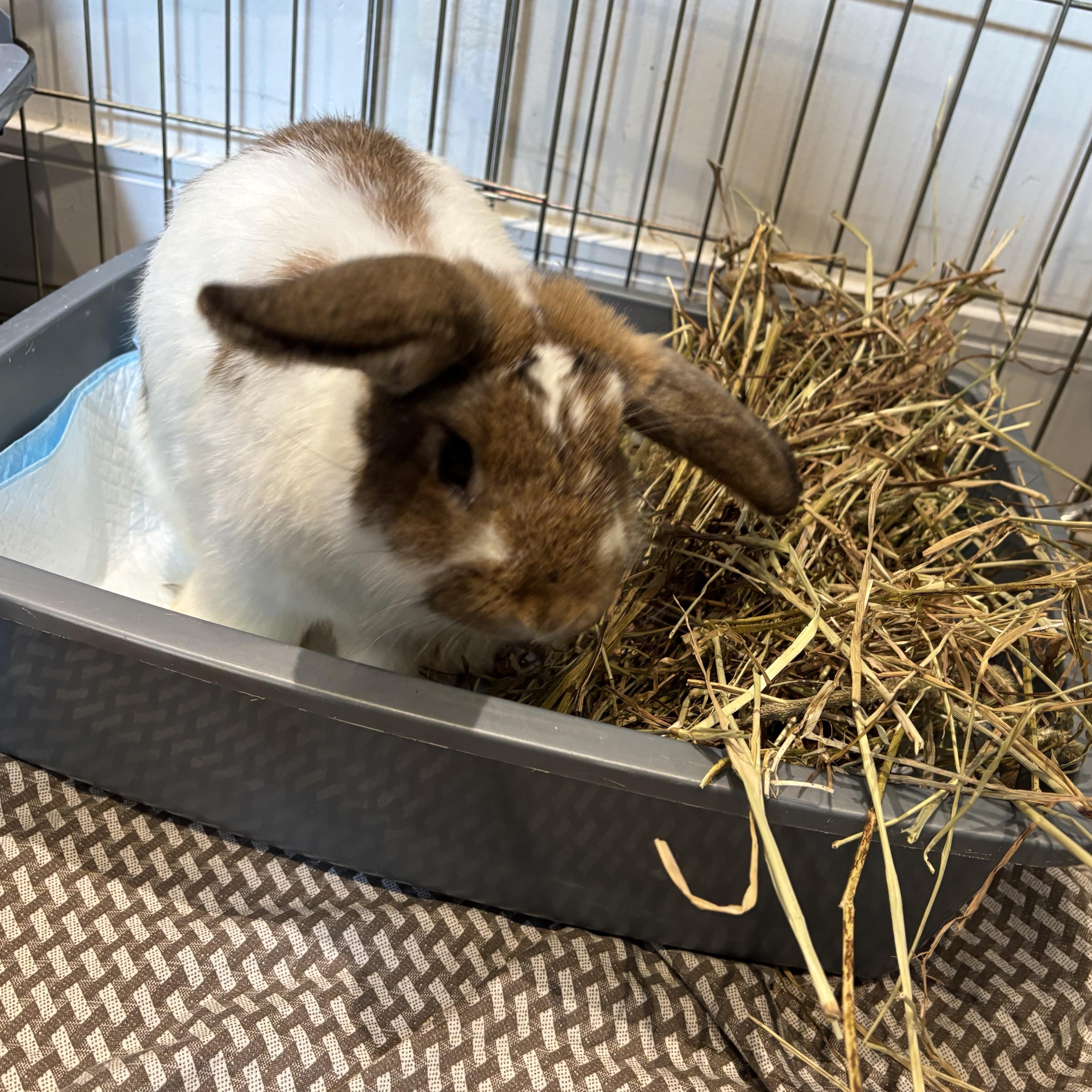 Enlarge Bilbo, a Adopted Bunny Rabbit in Everett, ON image 2/4