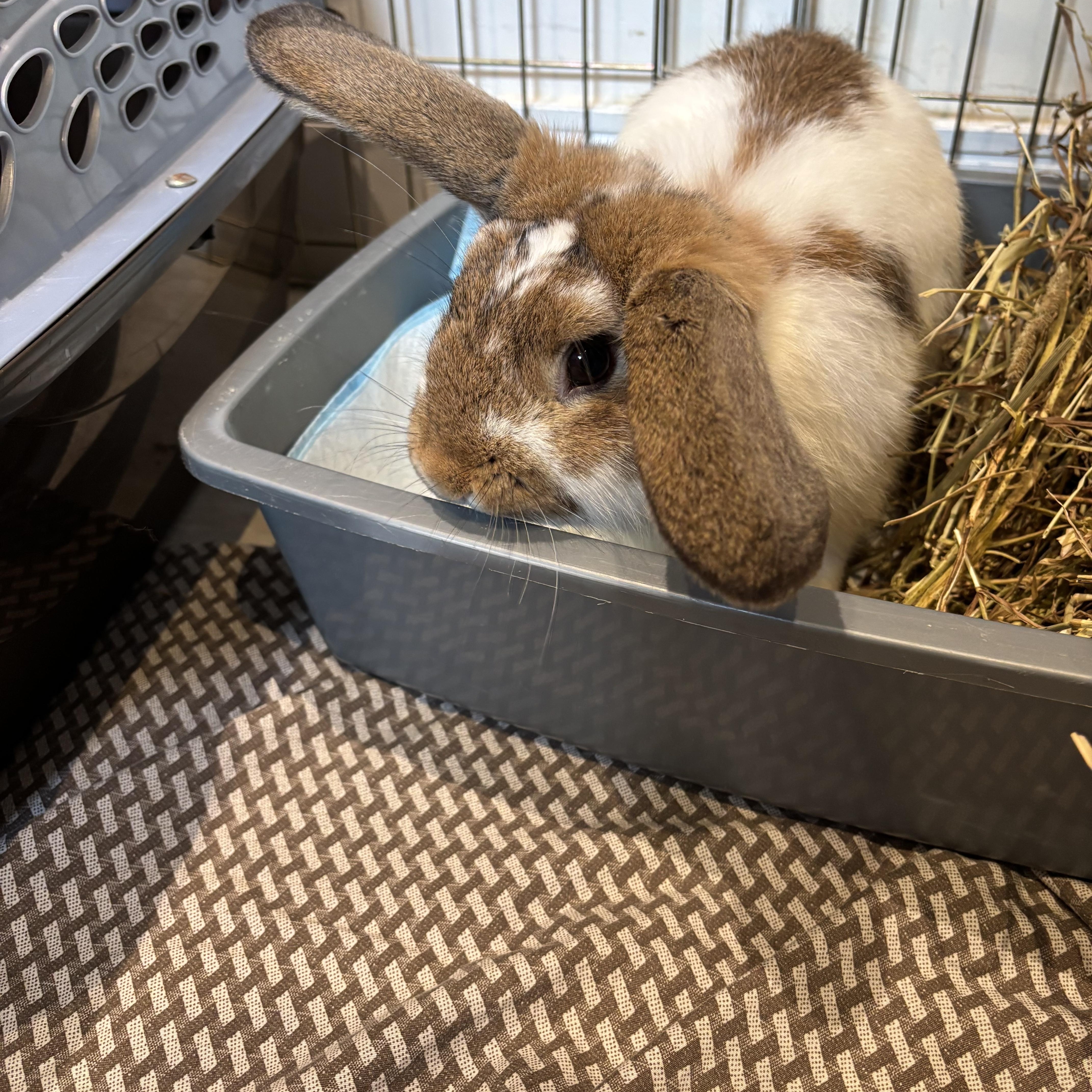 Enlarge Bilbo, a Adopted Bunny Rabbit in Everett, ON image 3/4