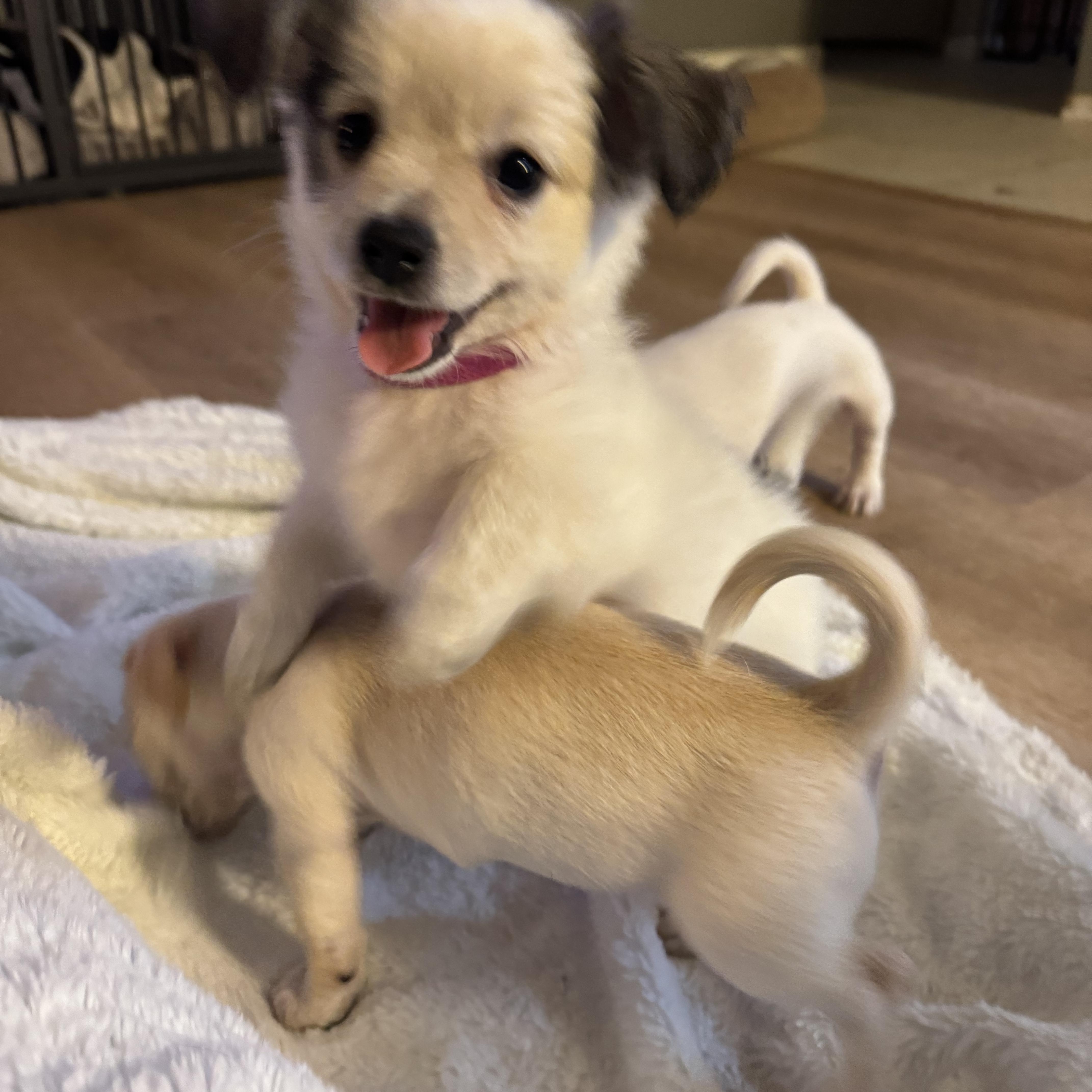 Enlarge Galinda, an adopted mixed breed in Lincoln, CA image 2/4