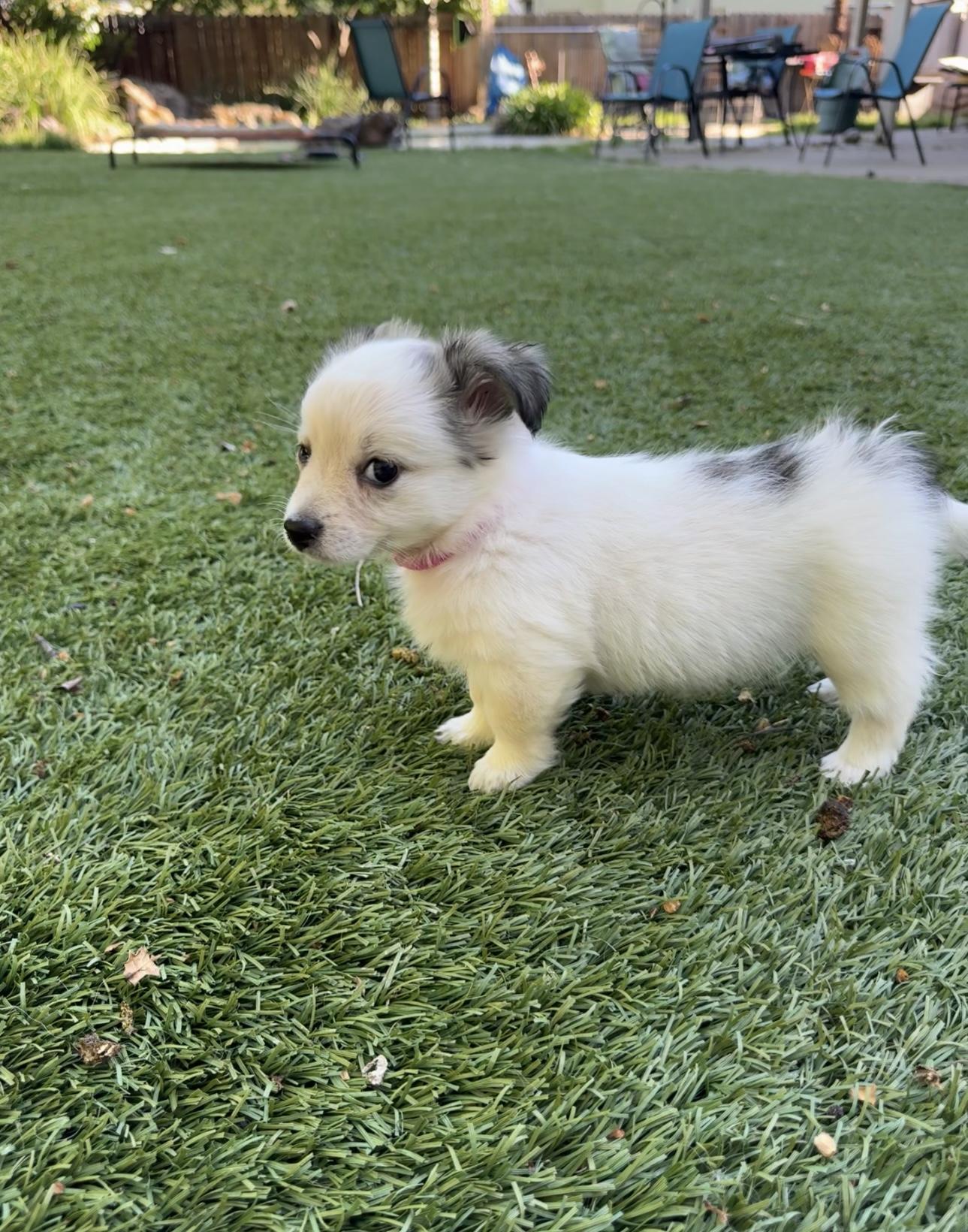 Enlarge Galinda, an adopted mixed breed in Lincoln, CA image 3/4