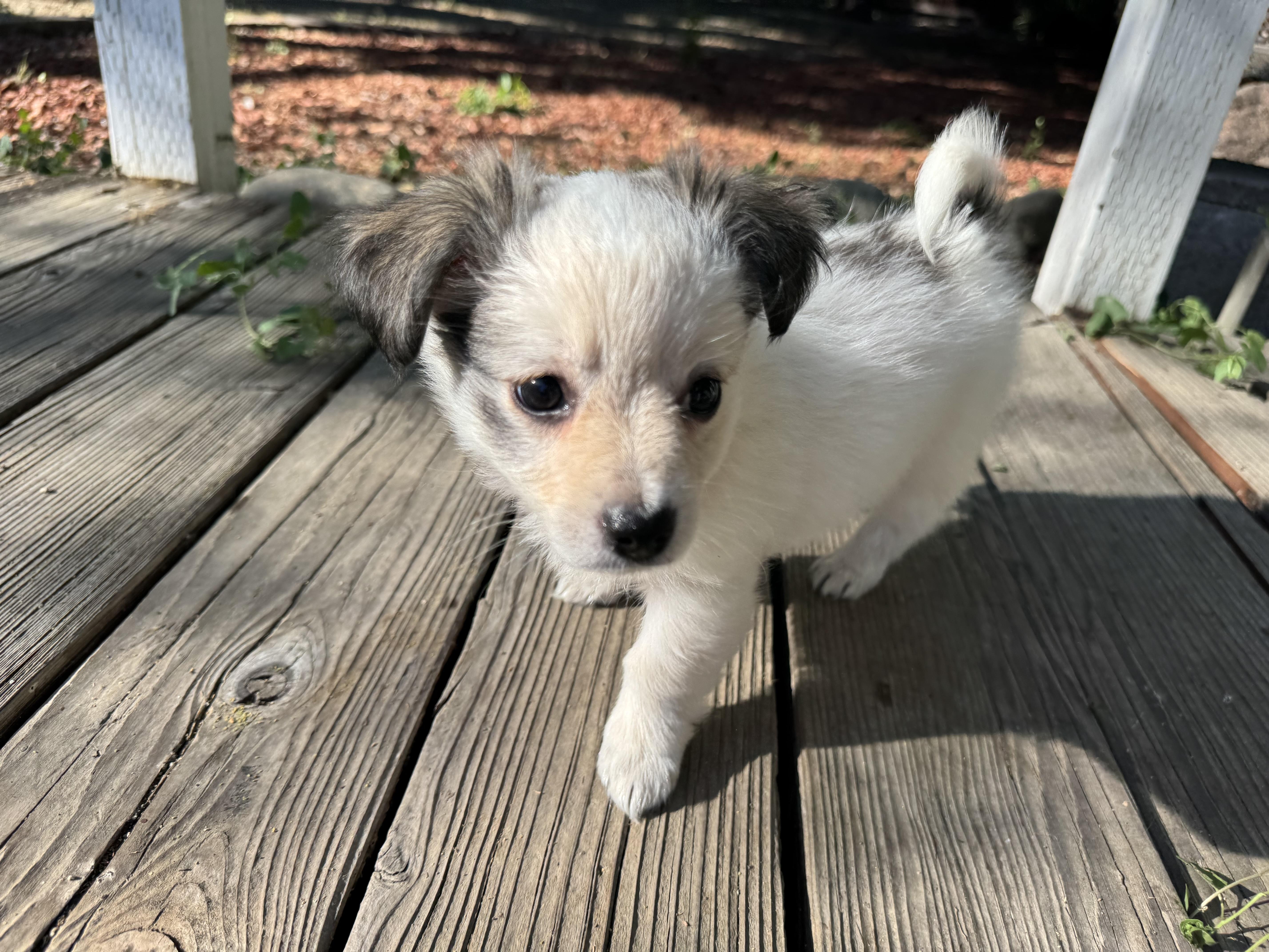 Enlarge Galinda, an adopted mixed breed in Lincoln, CA image 4/4