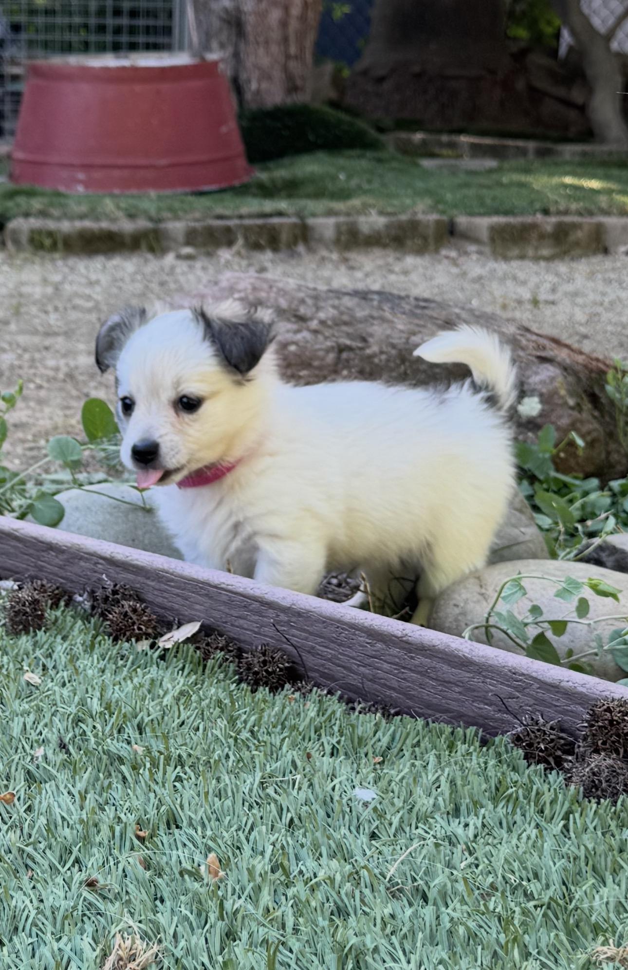 Galinda, adopted, Puppy Female Chihuahua & Miniature Poodle.