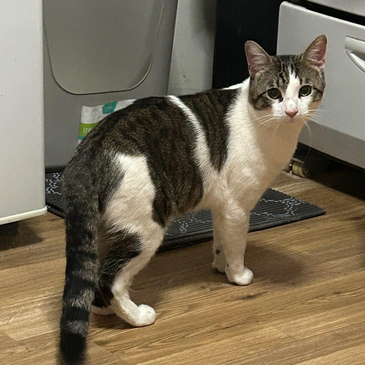 Calvin, ADOPTABLE, Young Male American Shorthair.