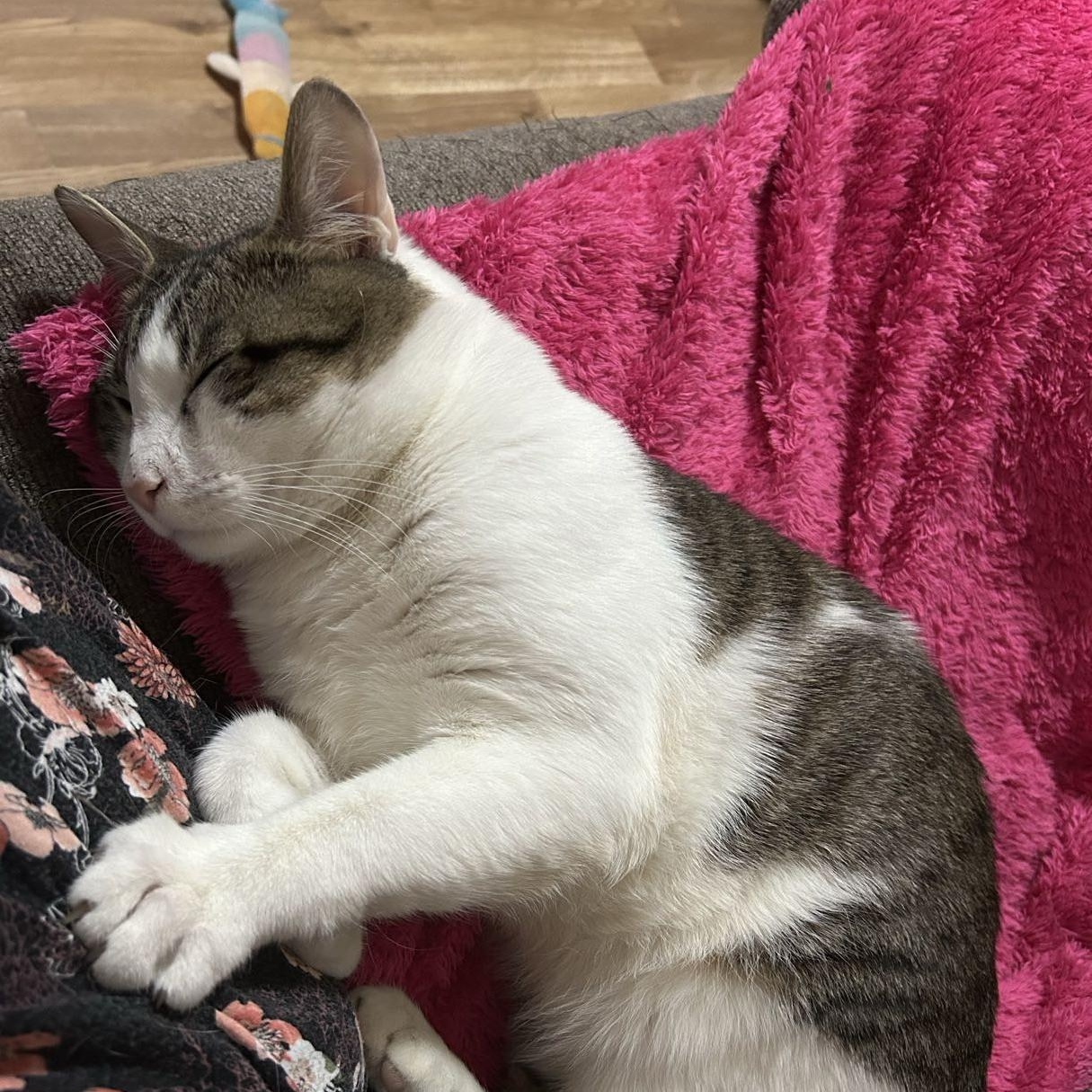 Enlarge Calvin, a ADOPTABLE American Shorthair in Weehawken, NJ image 5/6