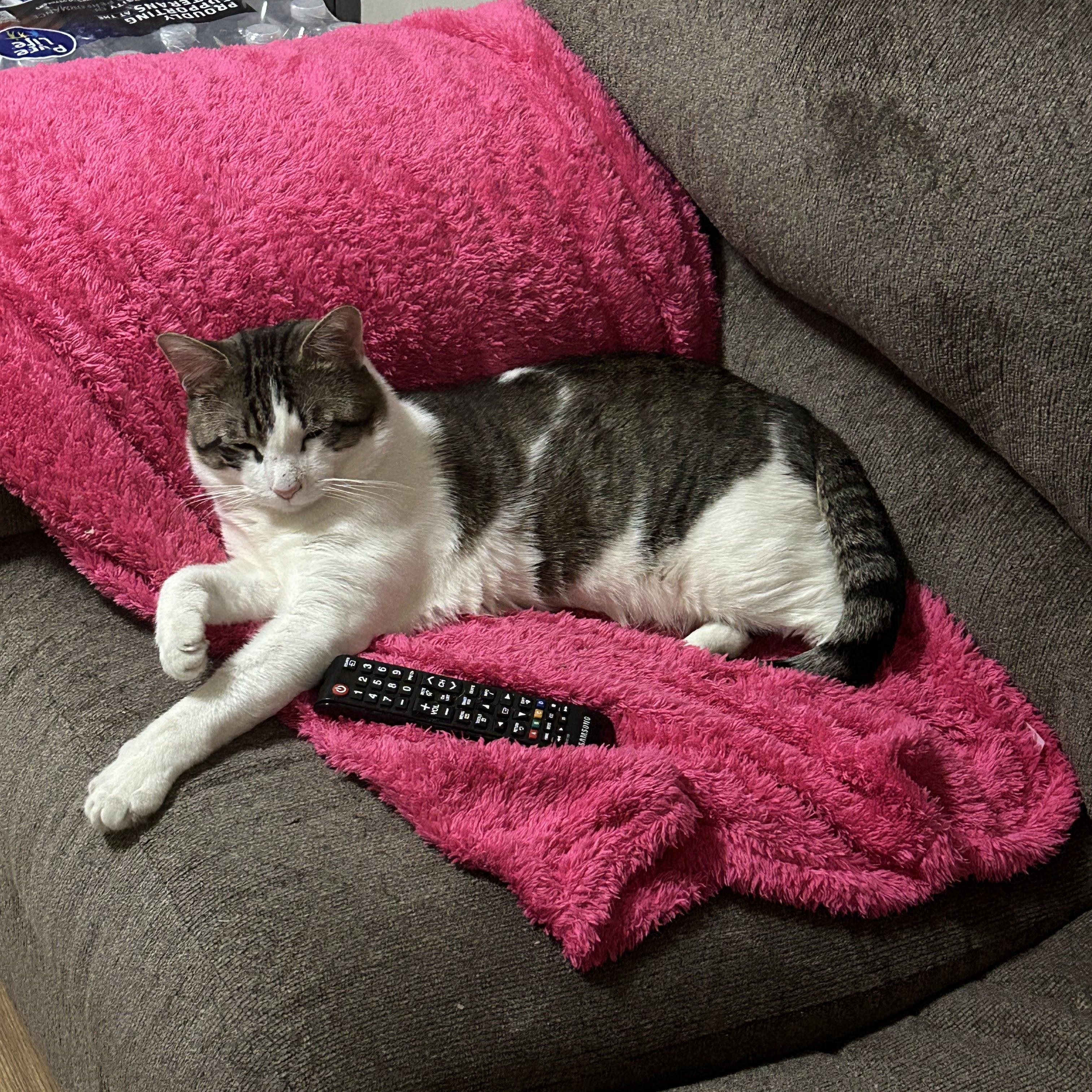 Enlarge Calvin, a ADOPTABLE American Shorthair in Weehawken, NJ image 6/6