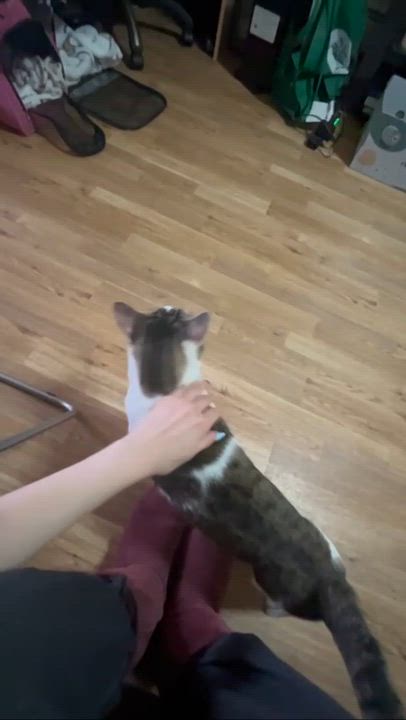 Enlarge Calvin, a ADOPTABLE American Shorthair in Weehawken, NJ video 3/6