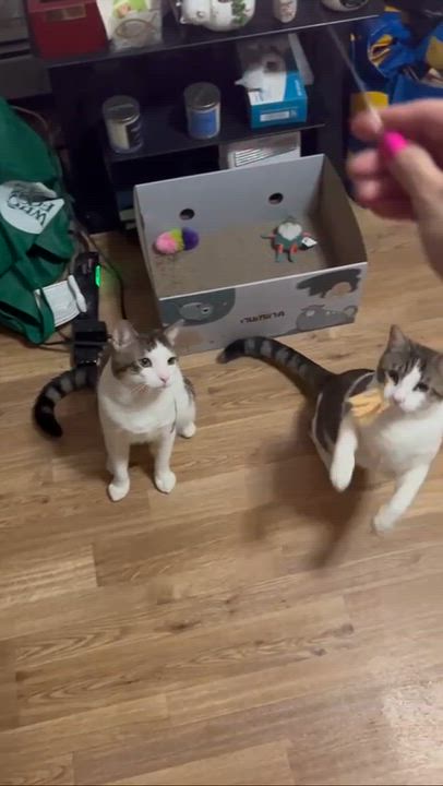 Enlarge Calvin, a ADOPTABLE American Shorthair in Weehawken, NJ video 2/6