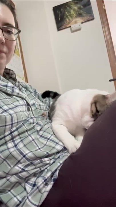 Enlarge Calvin, a ADOPTABLE American Shorthair in Weehawken, NJ video 4/6