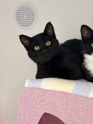 Enlarge Berlioz, a Adoptable mixed breed in Gwinn, MI image 1/1