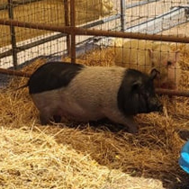 Squidge, Adoptable, Adult Female Vietnamese Pot Bellied.