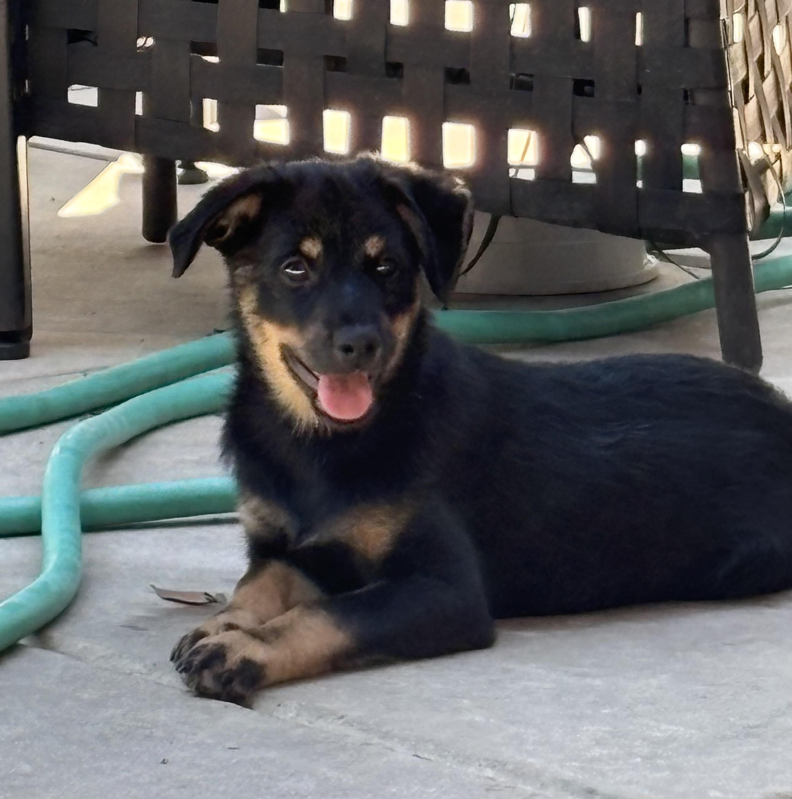 Enlarge Sheldon, a Adopted mixed breed in Concord, CA image 3/4