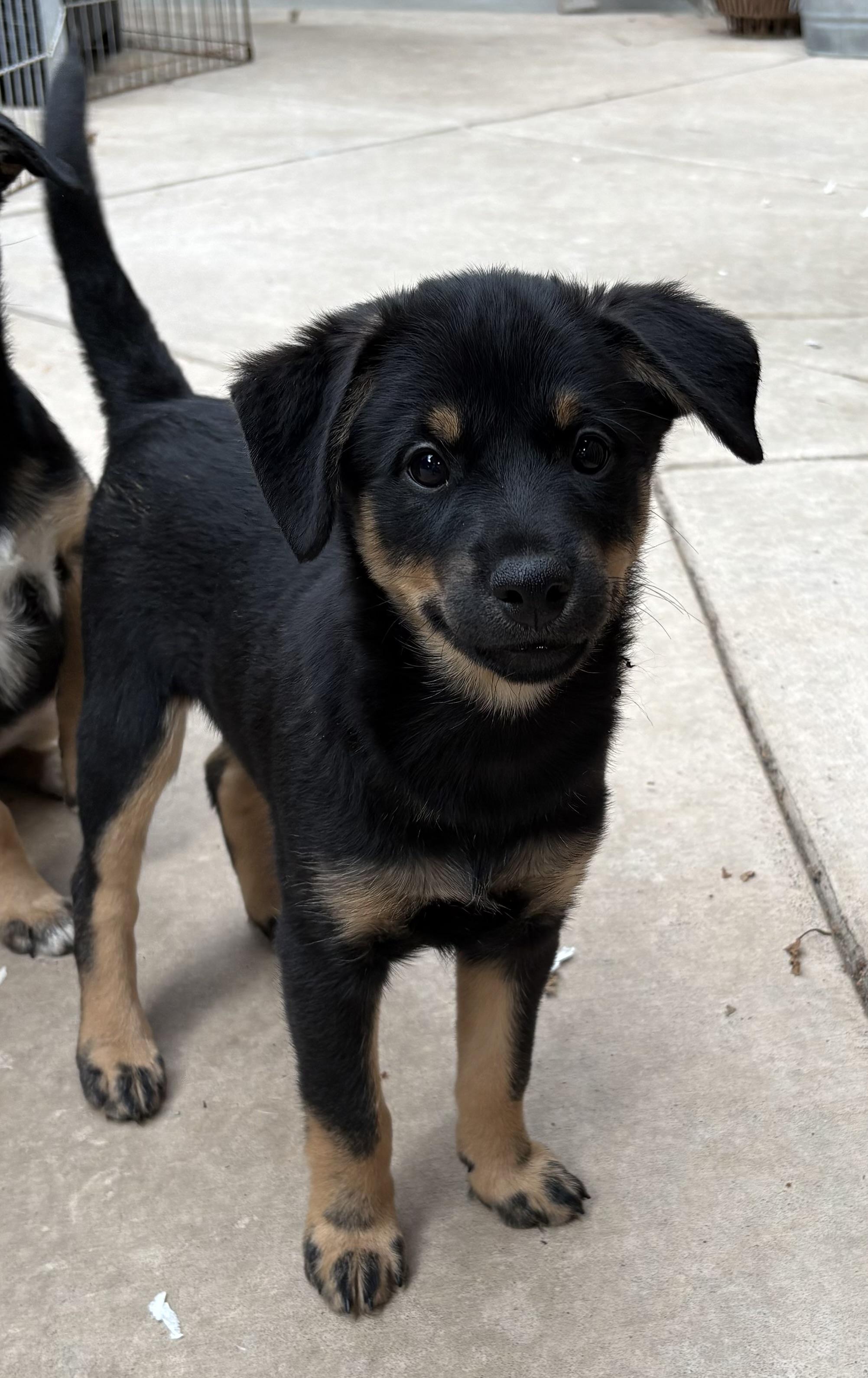 Enlarge Sheldon, a Adopted mixed breed in Concord, CA image 4/4