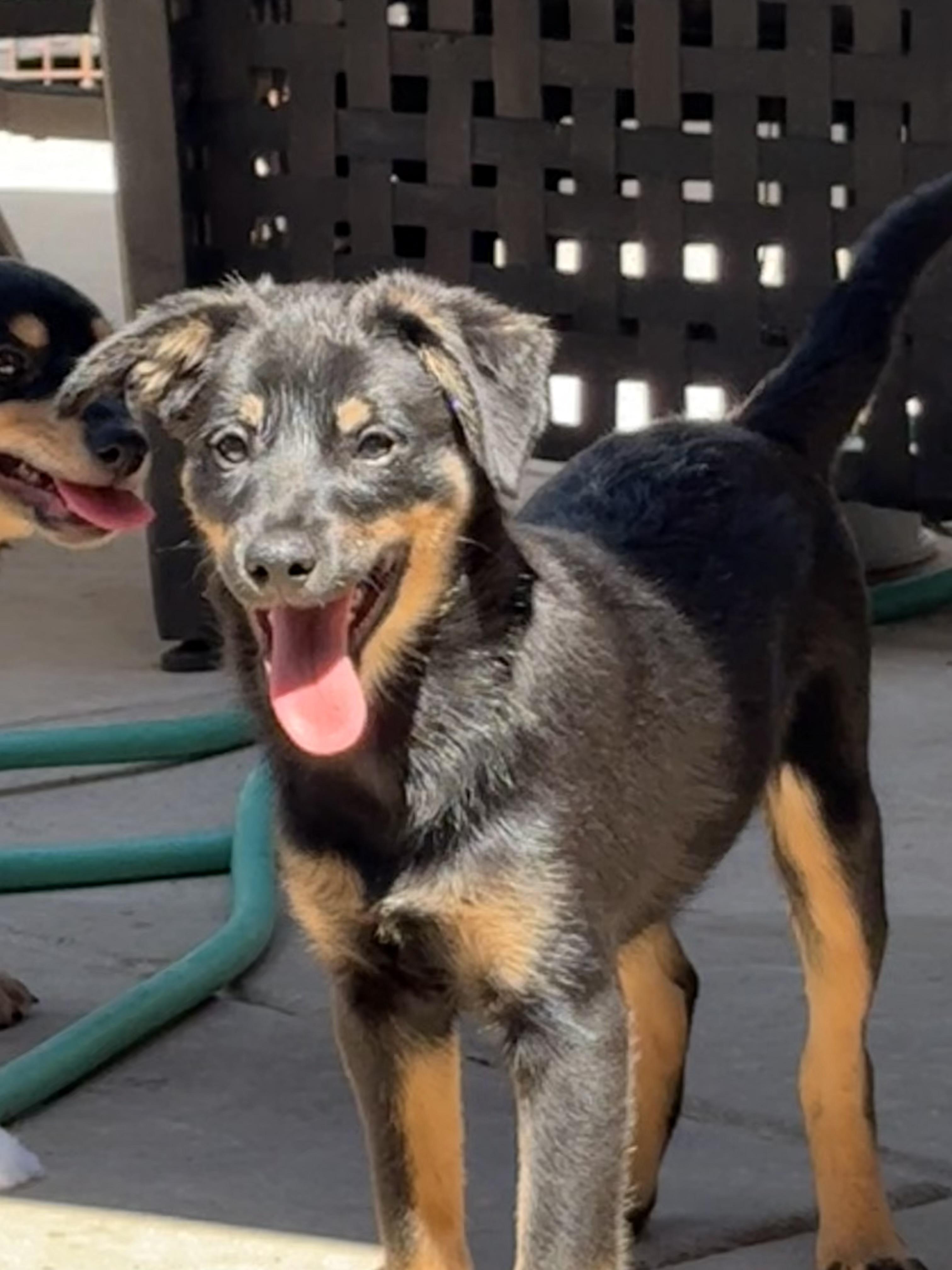 Enlarge Sheldon, a Adopted mixed breed in Concord, CA image 2/4