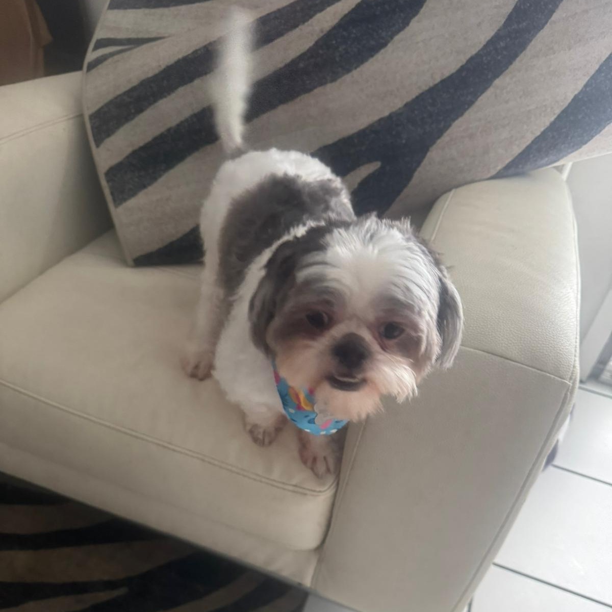 Brindi, a Adoptable Shih Tzu in Miami, FL image 4/6