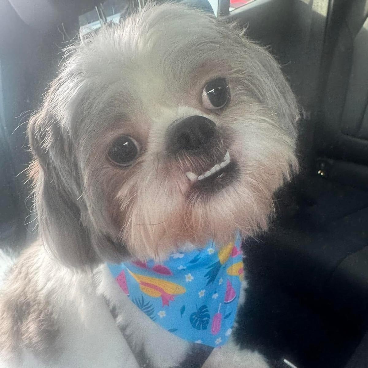 Brindi, Adoptable, Young Male Shih Tzu.
