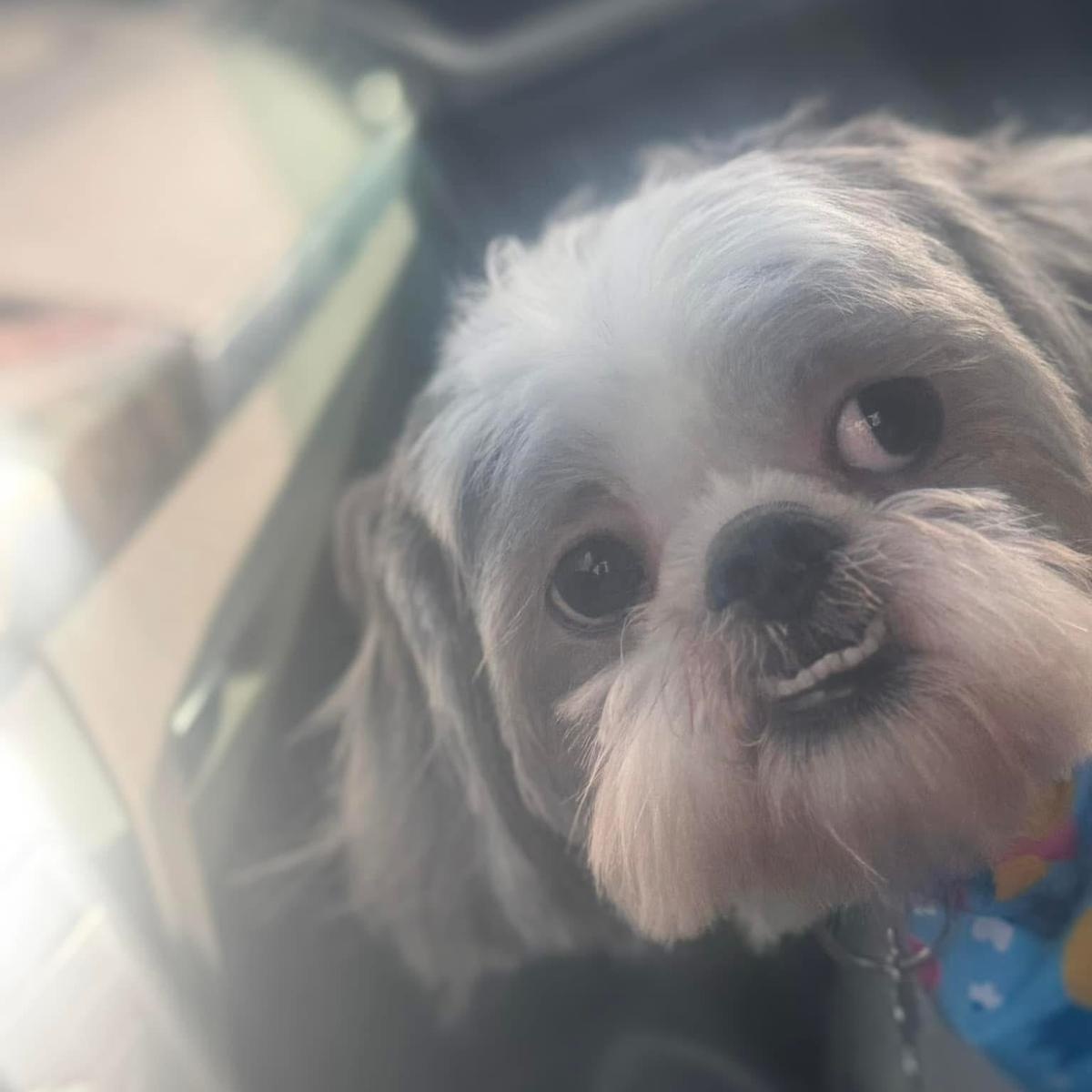 Brindi, a Adoptable Shih Tzu in Miami, FL image 3/6