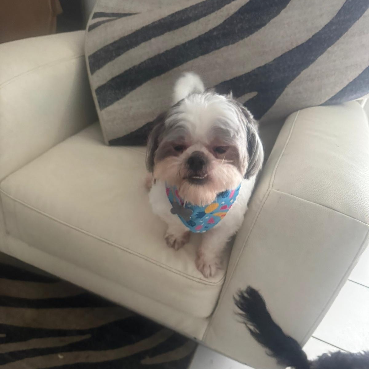 Brindi, a Adoptable Shih Tzu in Miami, FL image 5/6