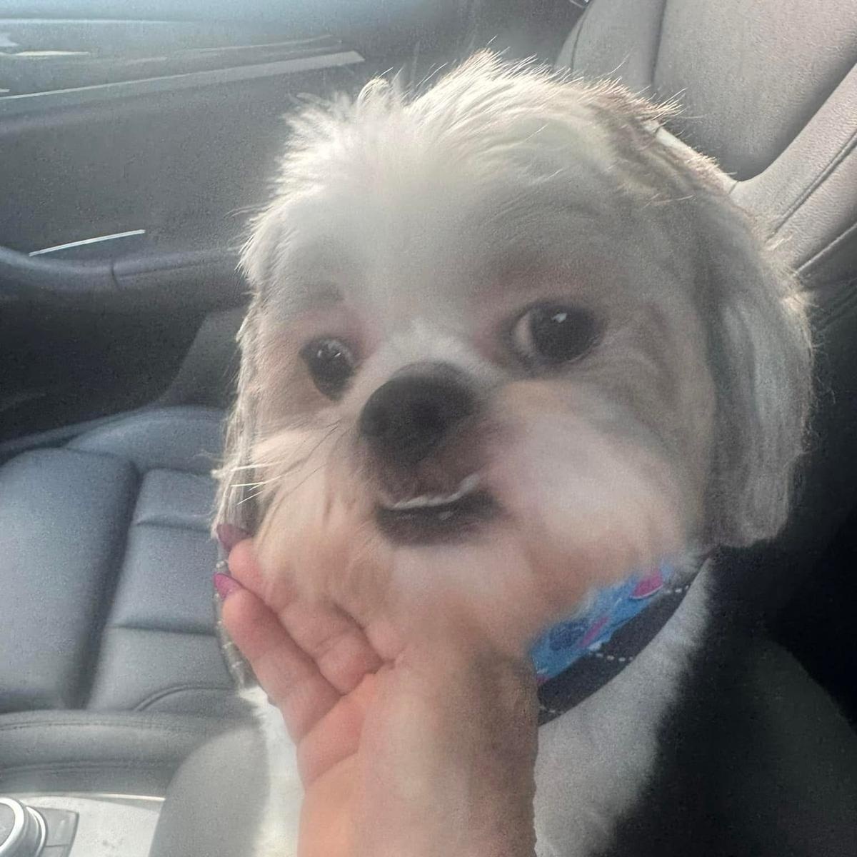 Brindi, a Adoptable Shih Tzu in Miami, FL image 2/6