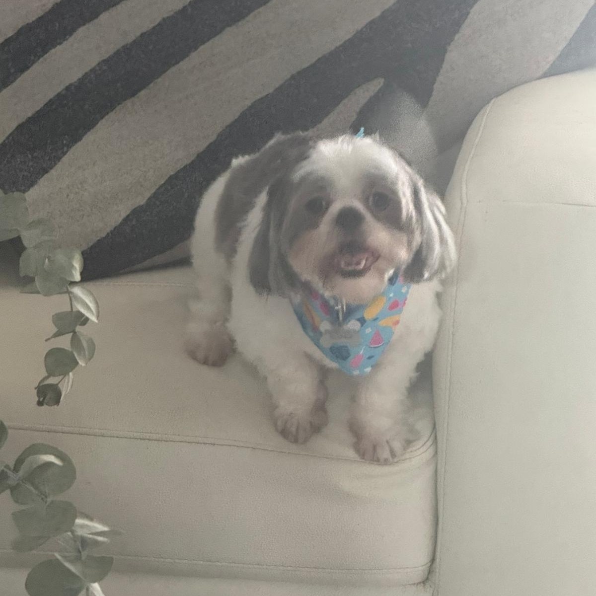 Brindi, a Adoptable Shih Tzu in Miami, FL image 6/6