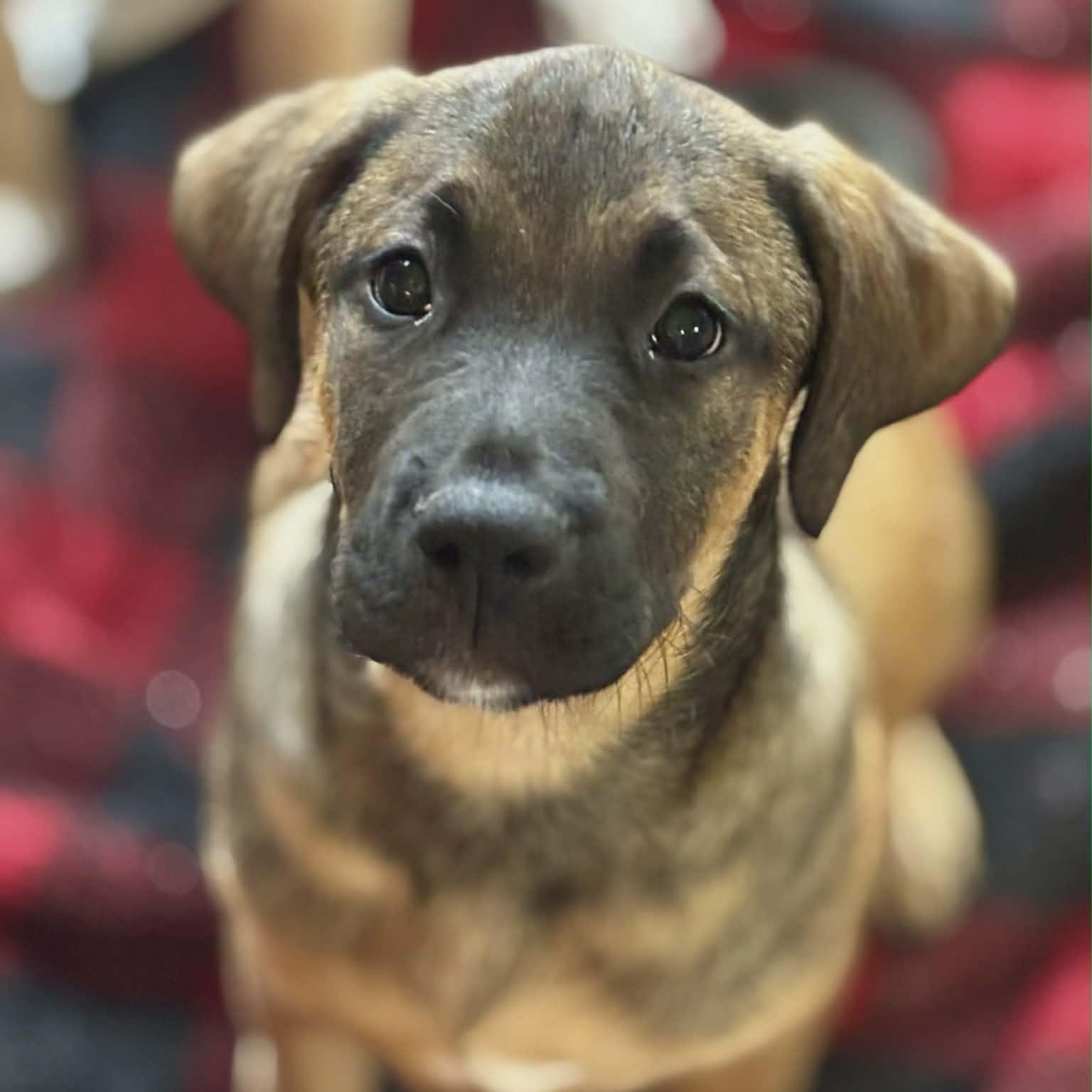 Enlarge Boston, an adopted Mixed Breed in Northwood, NH image 1/1