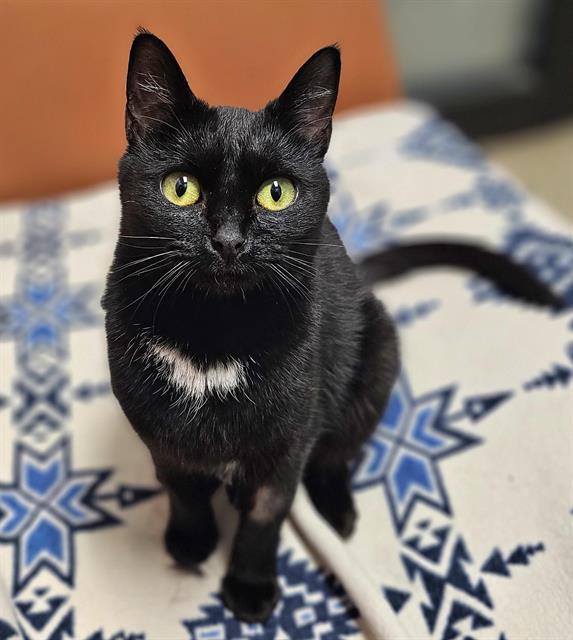 HARLEY QUINN, Adoptable, Young Female Domestic Short Hair.