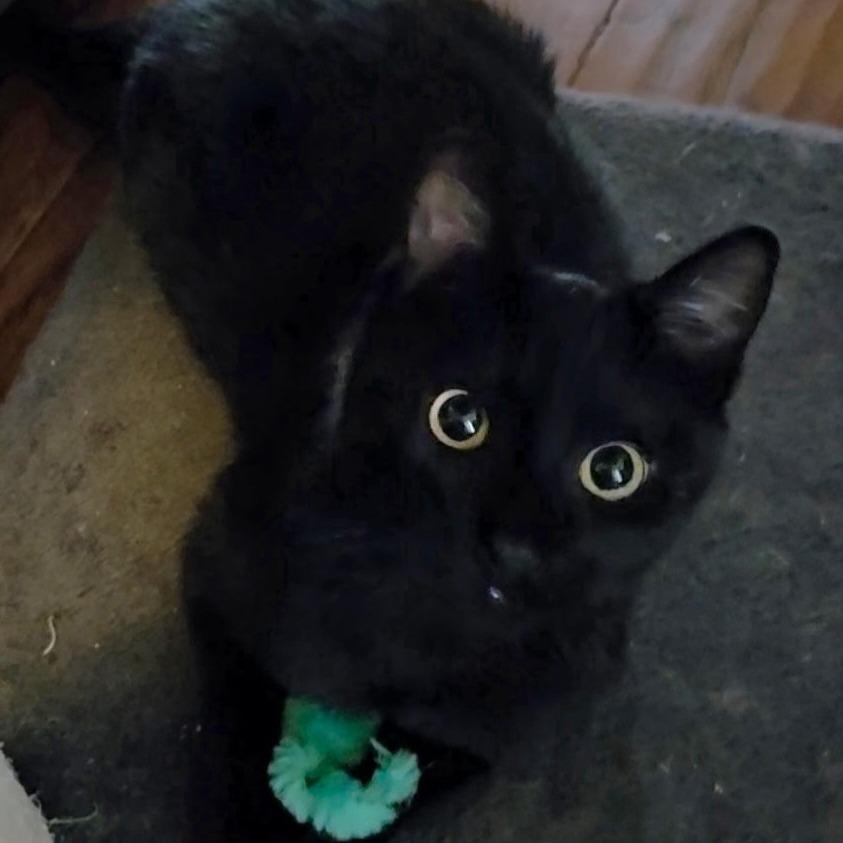 Dartanya, Adoptable, Kitten Male Domestic Short Hair.