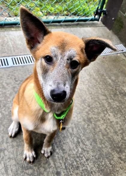Cera, ADOPTABLE, Young Female Shepherd & Mixed Breed.