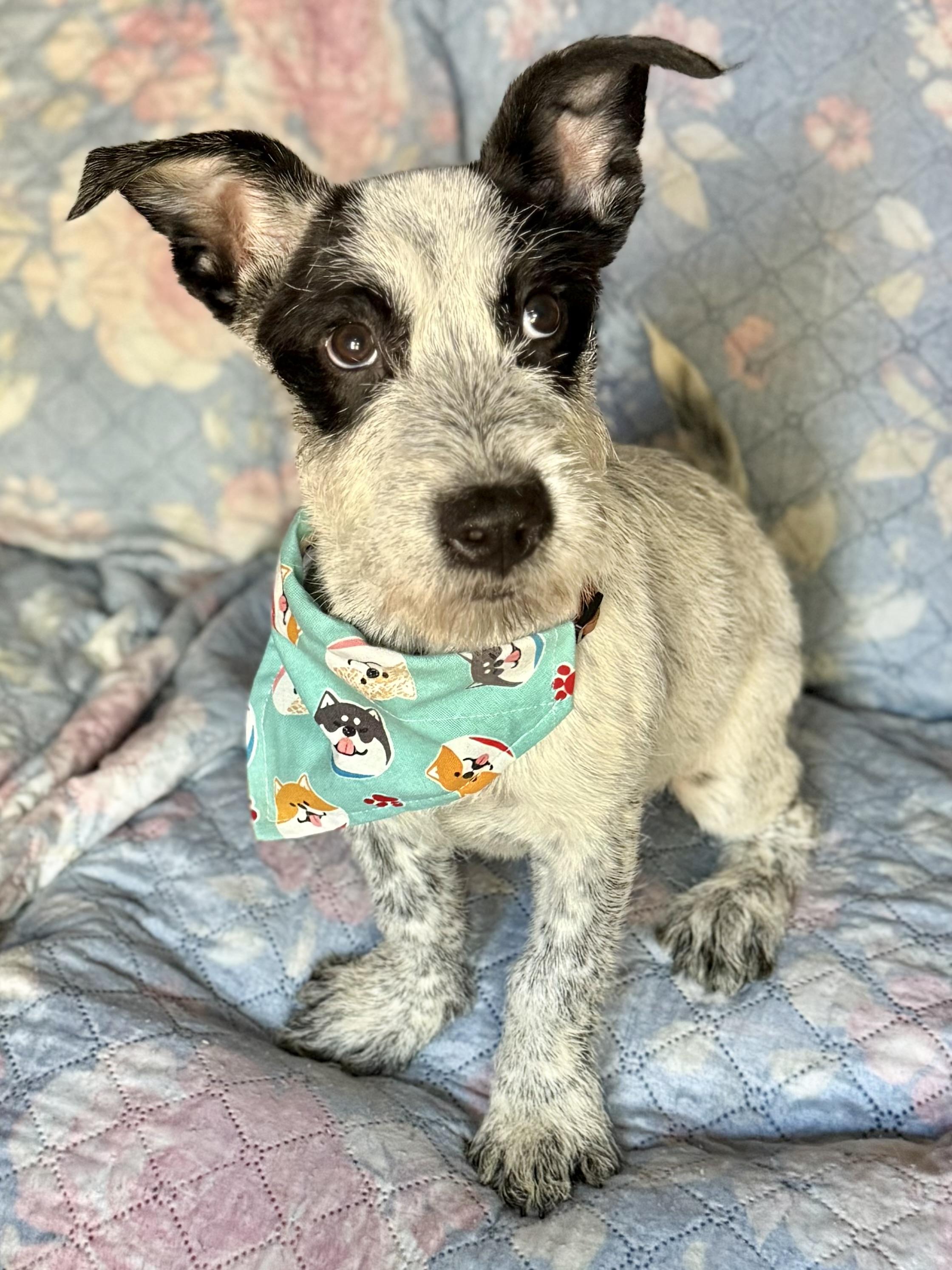 Gru, a Adoptable mixed breed in Hesperia, CA image 1/5