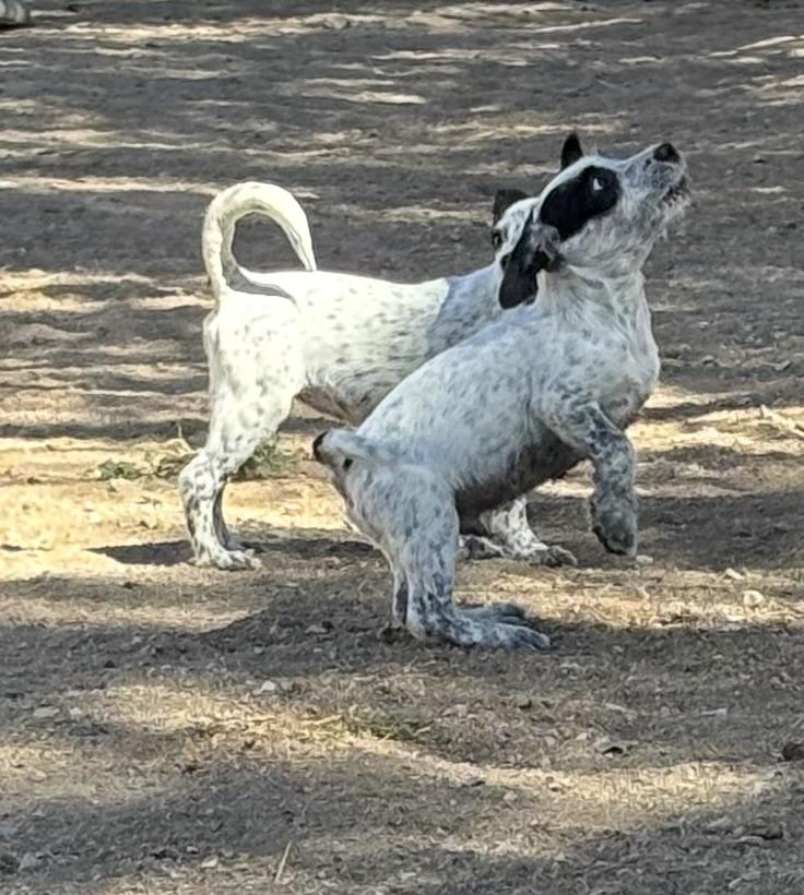 Gru, a Adoptable mixed breed in Hesperia, CA image 5/5