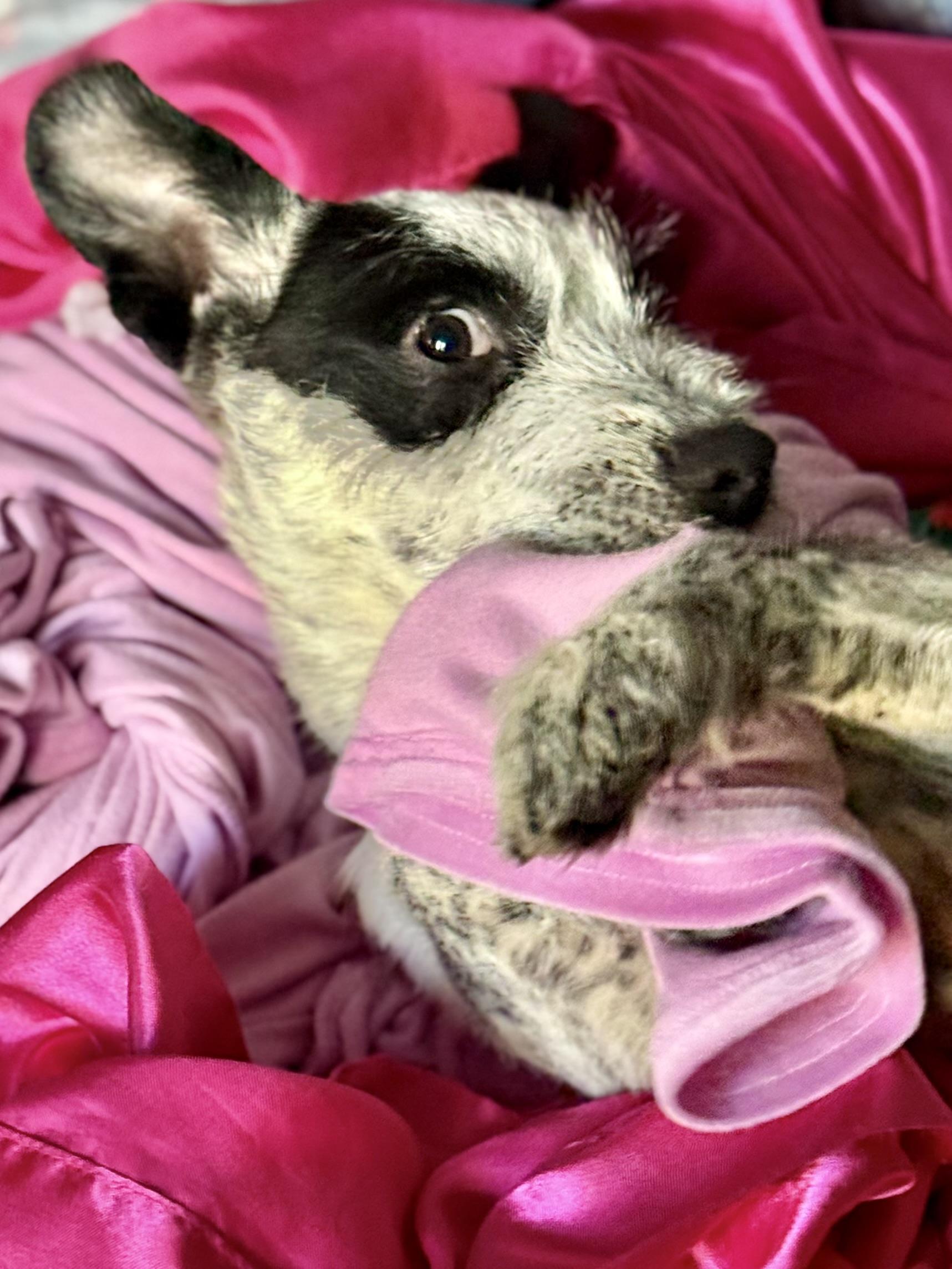 Gru, a Adoptable mixed breed in Hesperia, CA image 3/5