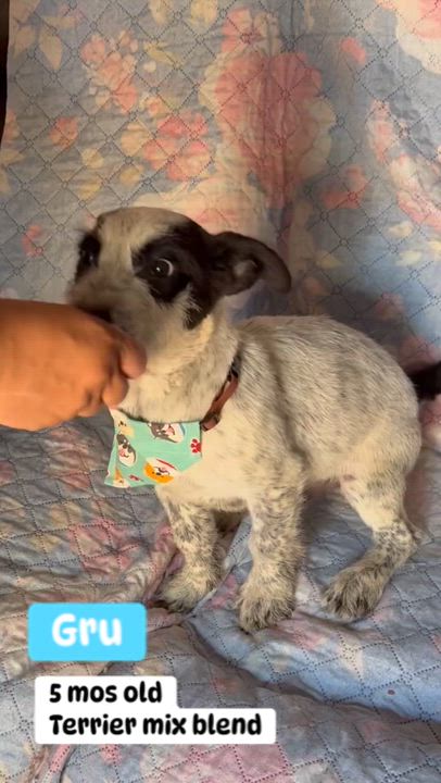 Enlarge Gru, a Adoptable mixed breed in Hesperia, CA video 2/5