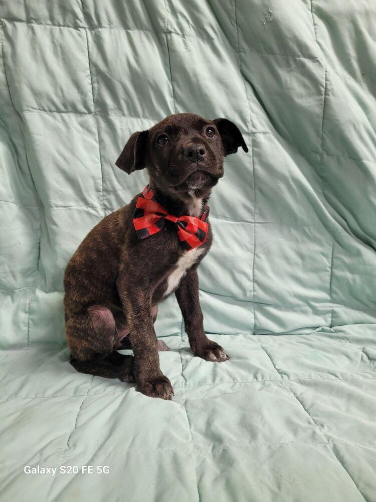 Enlarge Raspberry, a Adoptable mixed breed in Mountainair, NM image 1/2