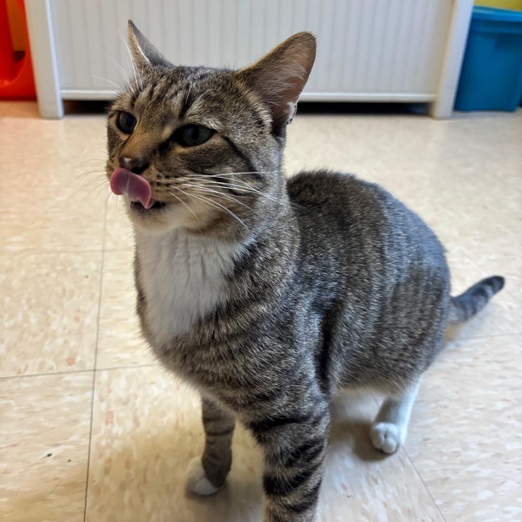Emerson, Adoptable, Adult Male Domestic Short Hair.