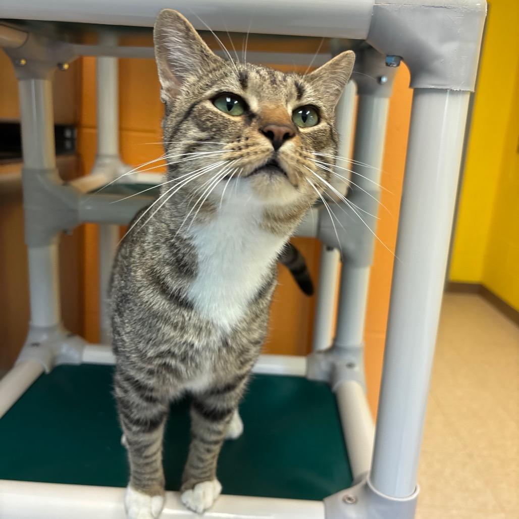 Enlarge Emerson, a Adoptable Domestic Short Hair in Roxboro, NC image 2/4
