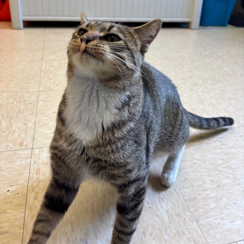 Enlarge Emerson, a Adoptable Domestic Short Hair in Roxboro, NC image 3/4