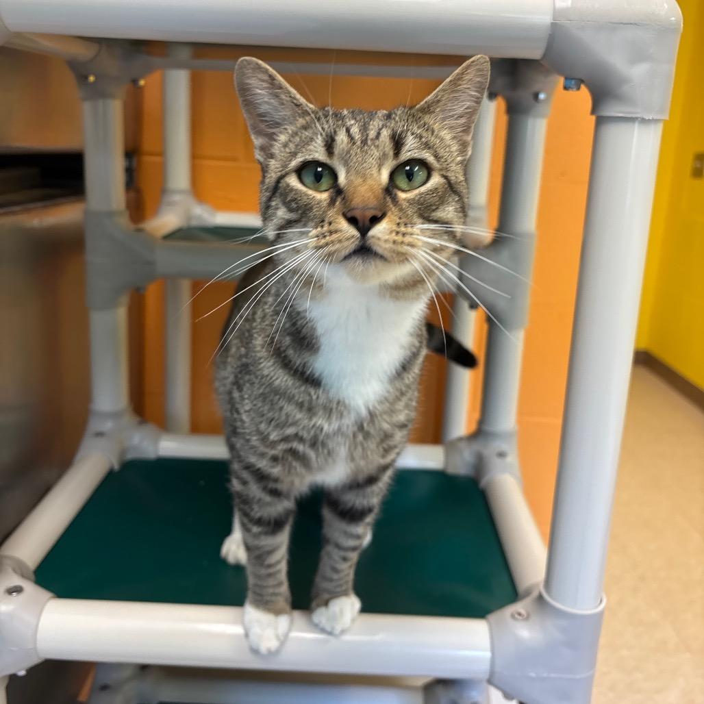 Enlarge Emerson, a Adoptable Domestic Short Hair in Roxboro, NC image 4/4
