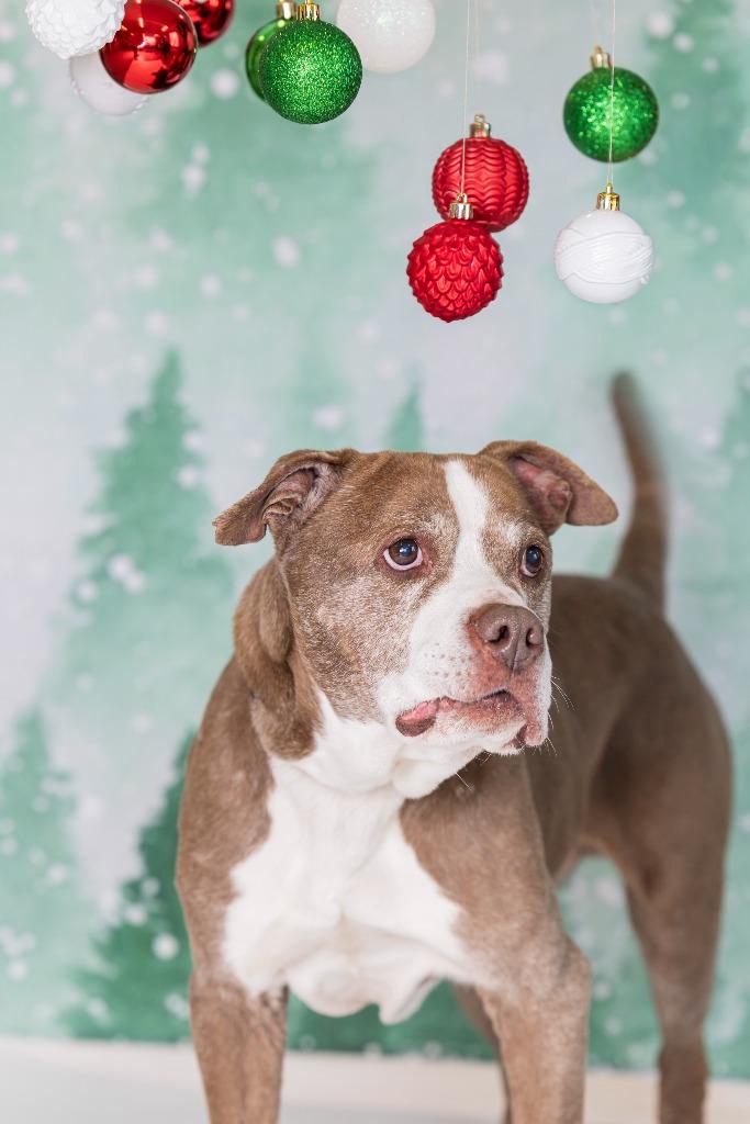 Enlarge Vivaldi, a Adoptable Mixed Breed in Dearborn, MI image 1/4