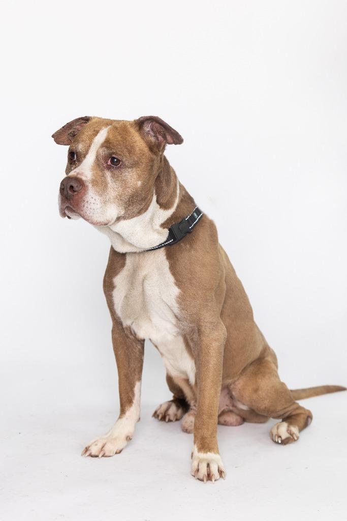 Enlarge Vivaldi, a Adoptable Mixed Breed in Dearborn, MI image 2/4