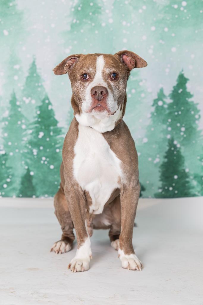 Enlarge Vivaldi, a Adoptable Mixed Breed in Dearborn, MI image 3/4