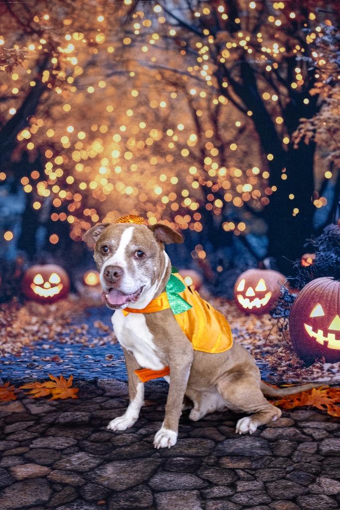 Enlarge Vivaldi, a Adoptable Mixed Breed in Dearborn, MI image 4/4